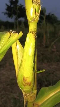Close-up macro view of red corn silk Foto stock