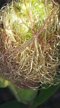 Close-up macro view of red corn silk Foto stock