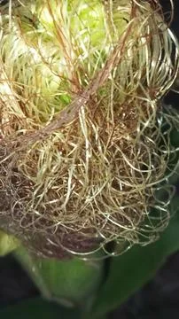 Close-up macro view of red corn silk Foto stock