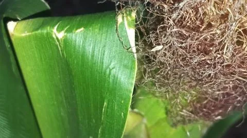 Close-up macro view of red corn silk Foto stock