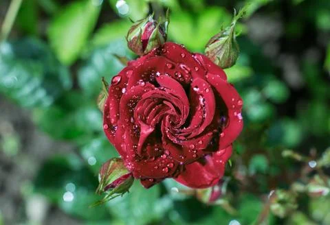 Close up macro view of red rose petals Stock Photos