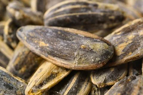Close up macro view of roasted sunflower seeds with striped shells Stock Photos