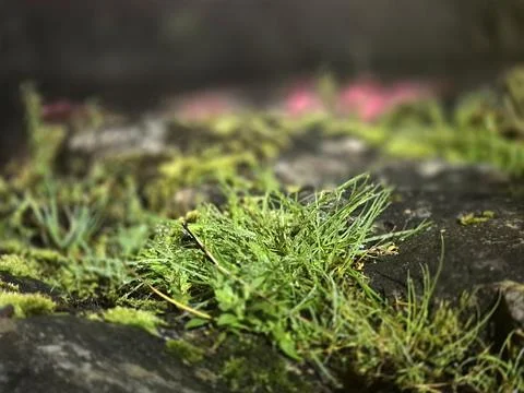 A close up macro view shows wet green grass and moss growing on a dark surfac Stock Photos