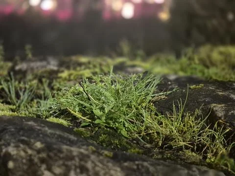 A close up macro view shows wet green grass and moss growing on a dark surfac Fotos de archivo