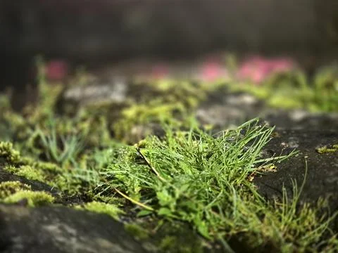 A close up macro view shows wet green grass and moss growing on a dark surfac Fotos de archivo