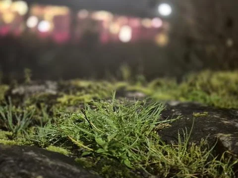 A close up macro view shows wet green grass and moss growing on a dark surfac Fotos Stock