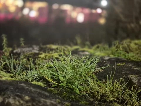 A close up macro view shows wet green grass and moss growing on a dark surfac Fotos de archivo