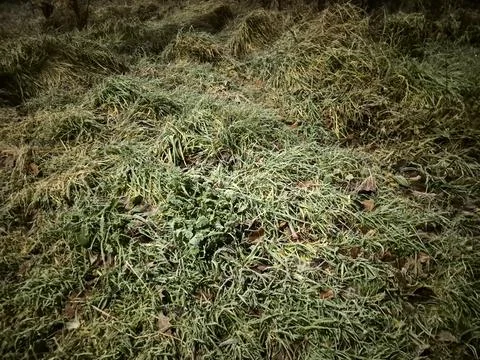 A close up macro view shows wet green grass and moss growing on a dark surfac Fotos de archivo