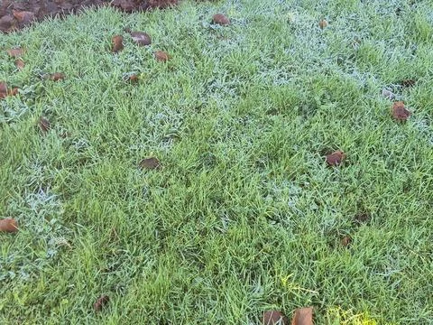 A close up macro view shows wet green grass and moss growing on a dark surfac Fotos de archivo