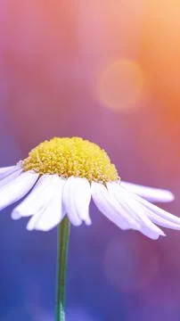 Close up macro view of a single delicate wild daisy flower blossoming again.. Stock Photos