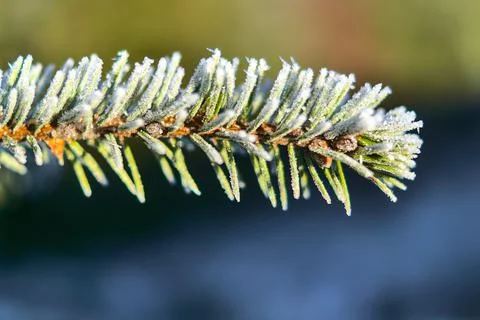 Close-up macro view of a single isolated frozen pine needles branch Stock Photos