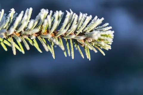 Close-up macro view of a single isolated frozen pine needles branch Stock Photos