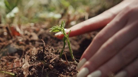Close-up macro view sisters planting seedlings into the ground. Female hands Video stock 112750845