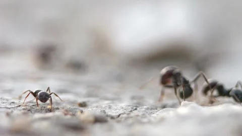 Close macro view in slow motion of ants carrying food on sunlit cracked soi.. Stock Footage 320517617