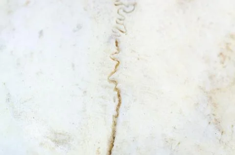 Close-up macro view of a suture line on a weathered bone surface Stock Photos