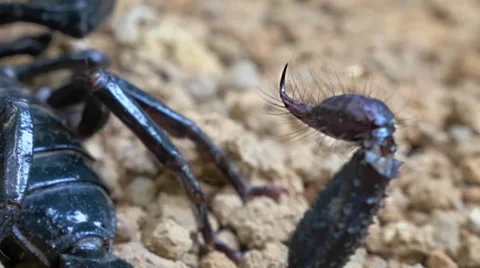 Close up macro view of tail and stinger of adult Black Scorpion in Thailand Stock Footage 54027140