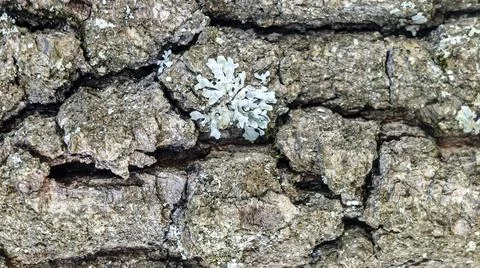 Close-up macro view of textured tree bark with delicate light green lichen .. Stock Photos