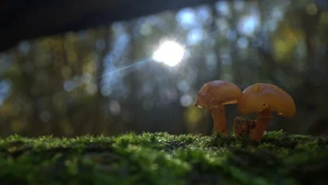 Close macro view of tiny mushrooms rising from moss in the forest illuminat.. Stock Footage 324799158