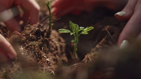Close-up macro view two female hands adjusting soil planting a seedling into the Video stock 112750835