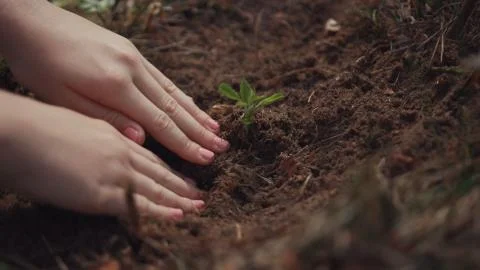 Close-up macro view two female hands adjusting soil planting a seedling into the Stock Photos