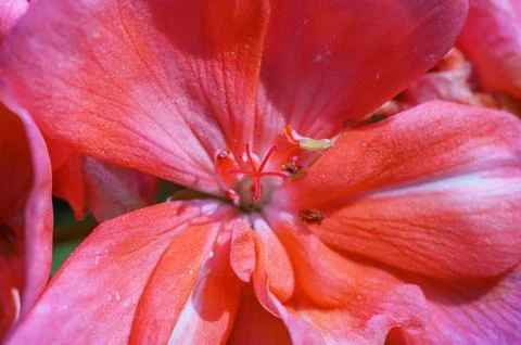 Close-up macro view of a vibrant pink geranium flower with delicate petals .. Stock Photos