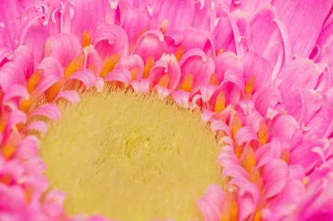 Close-up macro view of vibrant pink gerbera daisy petals and yellow center 写真素材