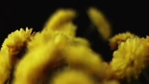 Close-up macro view of vibrant yellow chrysanthemum flowers blooming in soft Stock Footage 339069525