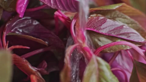 Close-up Macro View of Washing Fresh Leaves of Lettuce or Spinach in Sink Water Stock Footage 273130967