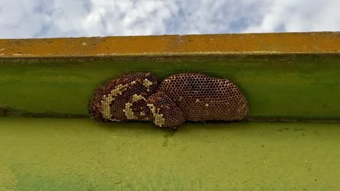 Close up macro view of a wasp nest (hornet paper nest) attached to a wall, a Stock Footage 340044283