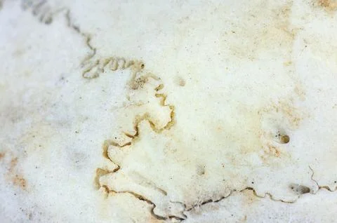 Close-up macro view of a weathered bone surface with intricate texture and .. Stock Photos