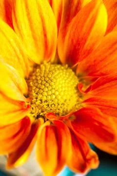Close up macro view of a yellow flower.  shallow depth of field. Stock Photos