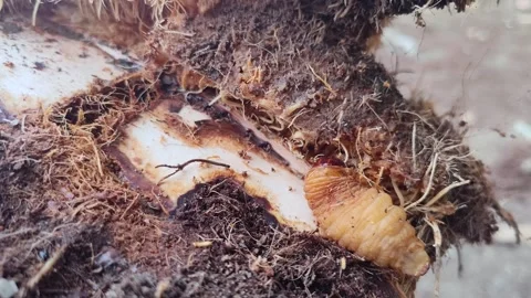 Close up of macro weevil worm on palm tree, insect life cycle animal 4k Stock Footage 296063881