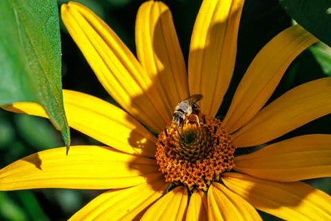 Close-up macro of wild bee collecting pollen on bright yellow flower in bright s Stock Photos