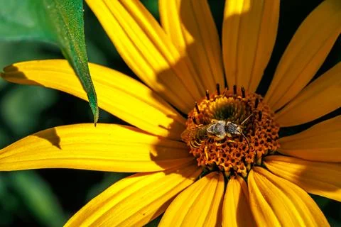 Close-up macro of wild bee collecting pollen on bright yellow flower in bright s Stock Photos