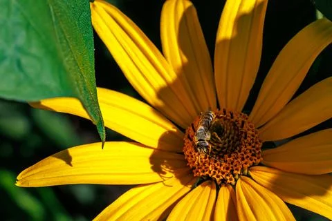 Close-up macro of wild bee collecting pollen on bright yellow flower in bright s Stock Photos