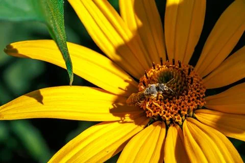 Close-up macro of wild bee collecting pollen on bright yellow flower in bright s Stock Photos