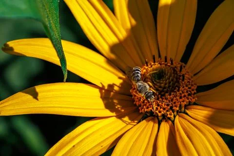Close-up macro of wild bee collecting pollen on bright yellow flower in bright s Stock Photos