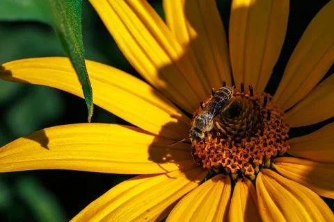 Close-up macro of wild bee collecting pollen on bright yellow flower in bright s Stock Photos