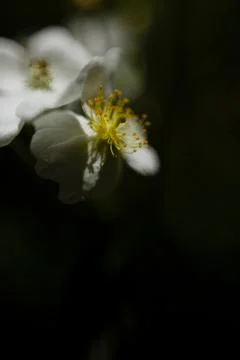 Close up macro of a wild rose Stock Photos