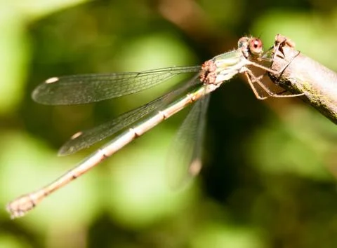 Close up macro of willow emerald damselfly Chalcolestes viridis Stock Photos