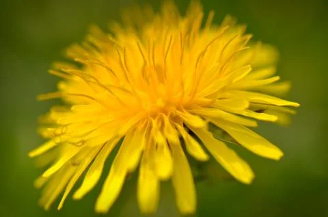 Close up macro of yellow dandelion Foto stock