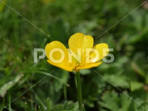 Close up macro of yellow flower on grass, summer time concept Stock Photos