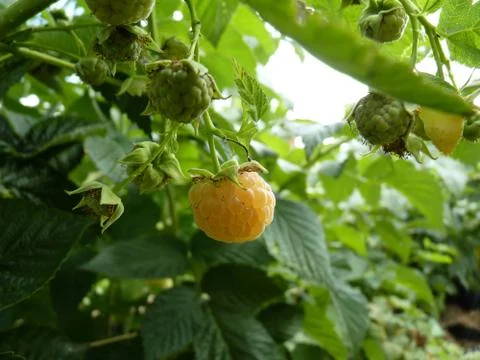 Close Up Macro of Yellow Raspberry Fruit Bush Stock Photos