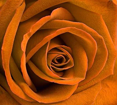 Close up macro of a yellow rose Stock Photos