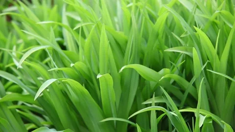 Close up macro young green grass Stock Footage 133491284