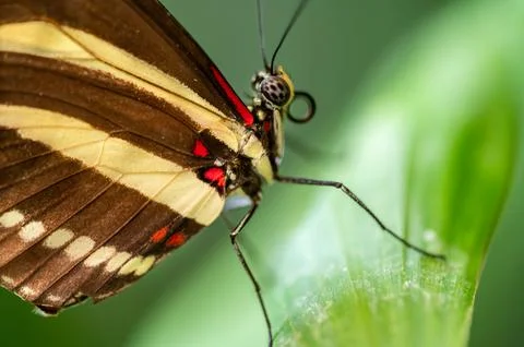 Close-up macro of a zebra longwing butterfly Heliconius charithonia resting on a Stock Photos