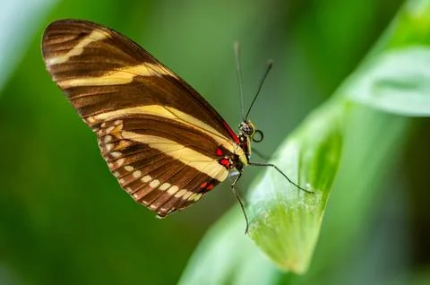 Close-up macro of a zebra longwing butterfly Heliconius charithonia resting on a Stock Photos