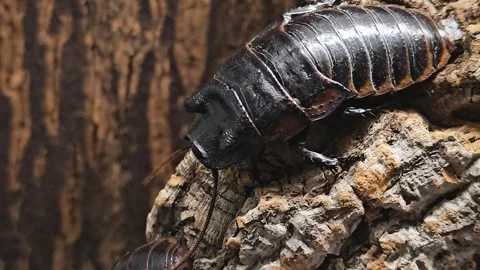 Close up of a Madagascar cockroach Video stock 277420288