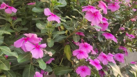 Close-Up of Madagascar Periwinkle in Bloom Stockbeeldmateriaal 281633617