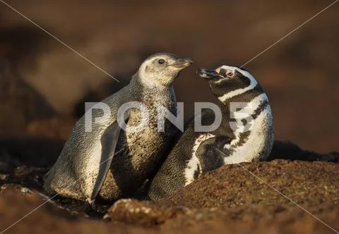 Close up of a Magellanic penguin with a chick by a burrow Stock Photos